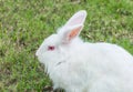 Cute Newzealand white rabbit, lion head rabbit on green grass