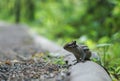 Cute chipmunk sitting on a log and watching Royalty Free Stock Photo