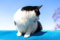 domestic black and white cat sitting outside with background of the blue sky Royalty Free Stock Photo