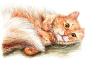 Cute nice ginger fluffy cat hand drawn art