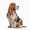 Cute nice red beige yellow dog breed basset hound isolated on white close-up Royalty Free Stock Photo