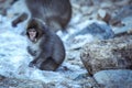 Snow Monkey Baby in Jigokudani Park, Japan