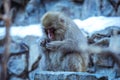 Cute and Nice Snow Monkey in the Jigokudani Park, Japan