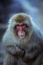 Cute and Nice Snow Monkey in the Jigokudani Park, Japan