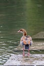 Cute Nile goose or Egyptian goose (Alopochen aegyptiacus) by the pond