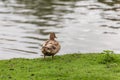 Cute Nile goose or Egyptian goose (Alopochen aegyptiacus) by the pond