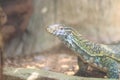 Cute Nile monitor (Varanus niloticus) is a large member of the monitor family (Varanidae) found throughout most of Sub-Saharan