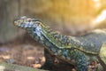 Cute Nile monitor (Varanus niloticus) is a large member of the monitor family (Varanidae) found throughout most of Sub-Saharan