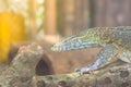 Cute Nile monitor (Varanus niloticus) is a large member of the monitor family (Varanidae) found throughout most of Sub-Saharan