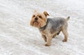 Cute Norfolk terrier on a snow