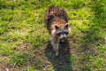 Cute North American raccoon Royalty Free Stock Photo