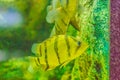 Cute Northeastern siamese tigerfish in aquarium. The Siamese tigerfish (Datnioides pulcher) is a critically endangered Asian fish Royalty Free Stock Photo