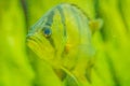 Cute Northeastern siamese tigerfish in aquarium. The Siamese tigerfish (Datnioides pulcher) is a critically endangered Asian fish Royalty Free Stock Photo