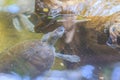 Cute northern river terrapin Batagur baska is a species of riverine turtle native to Southeast Asia Royalty Free Stock Photo