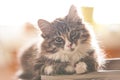 Cute norwegian forest cat looking and listening