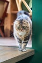 Cute Norwegian Forest Cat