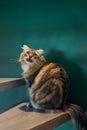 Cute Norwegian Forest Cat