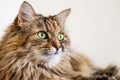 Cute Norwegian Forest cat sitting looking away