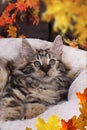 Cute norwegian forest kitten with autumn leaves