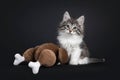 Cute Norwegian kitten with plush chicken on black