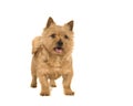 Cute norwich terrier dog standing with mouth open isolated on white background Royalty Free Stock Photo