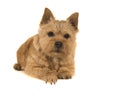 Cute norwich terrier lying down seen from the front isolated on