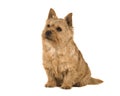 Cute norwich terrier sitting and looking up isolated on a white