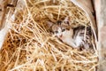 Cute nosy cat kitten, patched tabby and white fur, sitting among withered grass