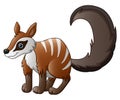 Cute numbat cartoon