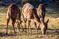 Cute nyala deer hord eating outdoors Royalty Free Stock Photo