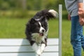 Cute obedient Border Collie dog jumping joyfully over a hurdle