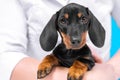 Cute obedient dachshund puppy sits quietly in arms of owner in shirt or veterinarian in professional medical outfit