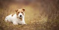 Cute obedient happy pet dog puppy listening in the grass Royalty Free Stock Photo