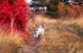 Cute obedient pet dog puppy listening in autumn