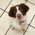 Cute obedient sitting dog Royalty Free Stock Photo