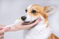 Cute obedient Welsh corgi on daily dental hygiene routine. Owner is holding a toothbrush in one hand and dog`s muzzle ready for