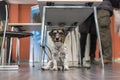 Cute obendient doggy ist sitting under a table in the midst of people Royalty Free Stock Photo