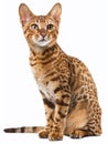 Cute ocicat, sitting, front view, isolated, clipping path