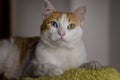 Cute odd eyed cat, heterochromia, looking at camera. Royalty Free Stock Photo