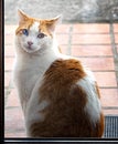 Cute odd eyed cat, heterochromia, standing behind glass door. Royalty Free Stock Photo