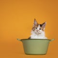 Maine Coon cat kitten on orange background Royalty Free Stock Photo