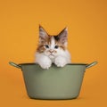 Maine Coon cat kitten on orange background Royalty Free Stock Photo