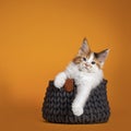 Maine Coon cat kitten on orange background Royalty Free Stock Photo