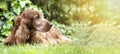 Cute old dog banner Royalty Free Stock Photo