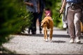 Cute old dog being walked Royalty Free Stock Photo