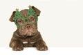 Cute old english bulldog puppy with christmas glasses Royalty Free Stock Photo