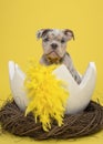 Cute old english bulldog puppy in a huge easter bird nest with yellow feathers on a yellow background Royalty Free Stock Photo