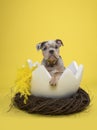 Cute old english bulldog puppy in a huge easter bird nest with yellow feathers on a yellow background Royalty Free Stock Photo