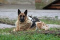 Cute old german shepherd dog looking straight at camera with sad face while guarding her small cat friend peacefully lying on top