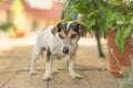 Cute old little Jack Russell Terrier dog is at home on the terrace. Doggy is 13 years old Royalty Free Stock Photo